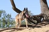 MALINOIS 175